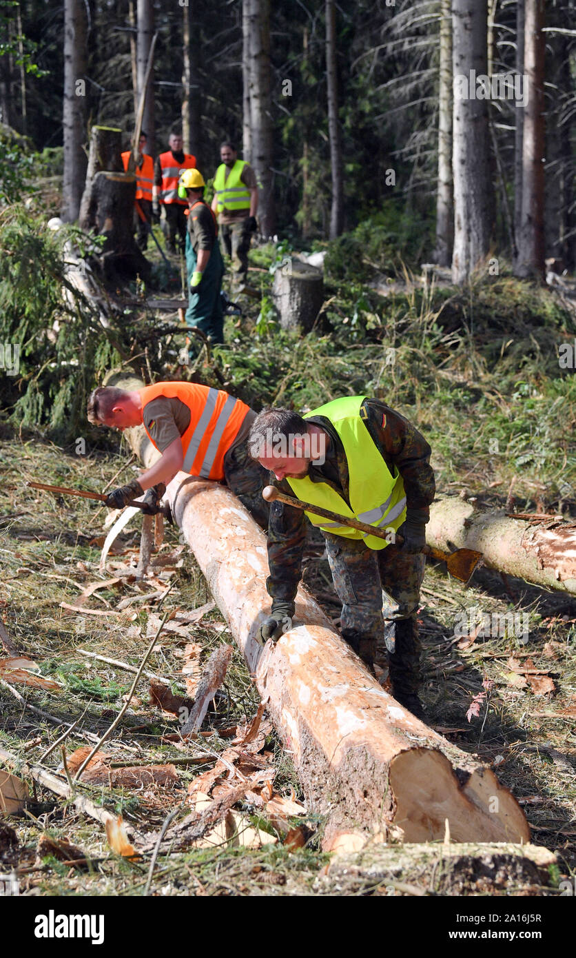 Deutschland. 24 Sep, 2019. Soldaten der Bundeswehr peel Trunks Fichte im Wald in der Nähe von ballenstedt. Die Bundeswehr kämpft Borkenkäfer im Harz. Seit Dienstag Morgen, 60 Soldaten sind in Ballenstedt und Wernigerode eingesetzt. Mitte Oktober, sind sie zu helfen, enthalten die in privaten und kommunalen Wälder im östlichen Harz, die zerbster Region und der Landkreis Wittenberg Pest. Credit: Hendrik Schmidt/dpa-Zentralbild/ZB/dpa/Alamy leben Nachrichten Stockfoto