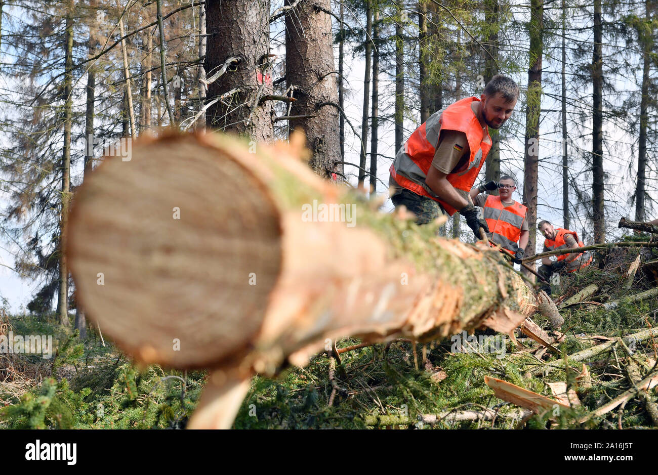 Deutschland. 24 Sep, 2019. Soldaten der Bundeswehr peel Trunks Fichte im Wald in der Nähe von ballenstedt. Die Bundeswehr kämpft Borkenkäfer im Harz. Seit Dienstag Morgen, 60 Soldaten sind in Ballenstedt und Wernigerode eingesetzt. Mitte Oktober, sind sie zu helfen, enthalten die in privaten und kommunalen Wälder im östlichen Harz, die zerbster Region und der Landkreis Wittenberg Pest. Credit: Hendrik Schmidt/dpa-Zentralbild/ZB/dpa/Alamy leben Nachrichten Stockfoto