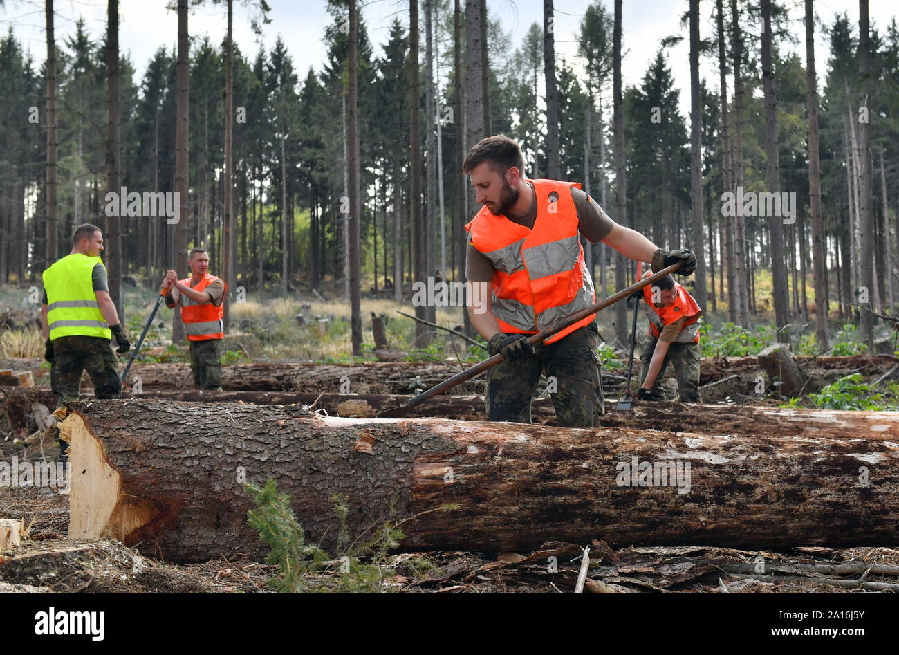 Deutschland. 24 Sep, 2019. Soldaten der Bundeswehr peel Trunks Fichte im Wald in der Nähe von ballenstedt. Die Bundeswehr kämpft Borkenkäfer im Harz. Seit Dienstag Morgen, 60 Soldaten sind in Ballenstedt und Wernigerode eingesetzt. Mitte Oktober, sind sie zu helfen, enthalten die in privaten und kommunalen Wälder im östlichen Harz, die zerbster Region und der Landkreis Wittenberg Pest. Credit: Hendrik Schmidt/dpa-Zentralbild/ZB/dpa/Alamy leben Nachrichten Stockfoto