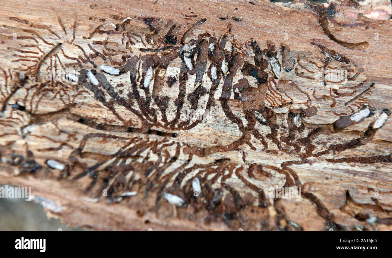 Deutschland. 24 Sep, 2019. Gänge der Borkenkäfer können unter der Rinde von einer Fichte Amtsleitung in einem Wald in der Nähe von ballenstedt gesehen werden. Die Bundeswehr kämpft Borkenkäfer im Harz. Seit Dienstag Morgen, 60 Soldaten sind in Ballenstedt und Wernigerode eingesetzt. Mitte Oktober, sind sie zu helfen, enthalten die in privaten und kommunalen Wälder im östlichen Harz, die zerbster Region und der Landkreis Wittenberg Pest. Credit: Hendrik Schmidt/dpa-Zentralbild/ZB/dpa/Alamy leben Nachrichten Stockfoto