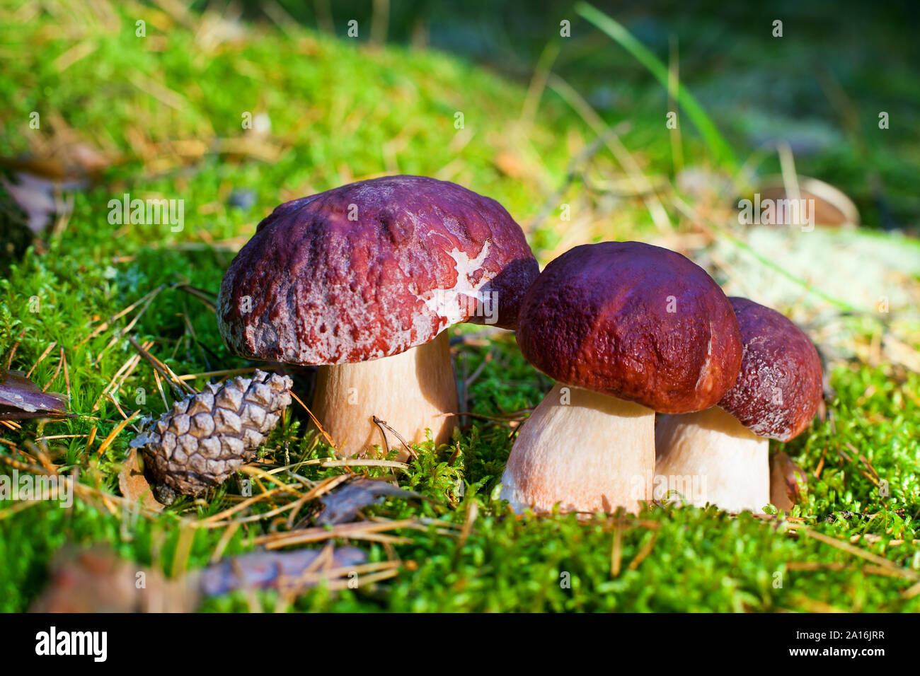 Drei essbare Pilze auf grünem Moos im Wald in der Nähe, Boletus edulis in Gruppe, Braun cap Steinpilze, Penny bun, Cep, porcino oder Steinpilze, weißer Schimmel Stockfoto
