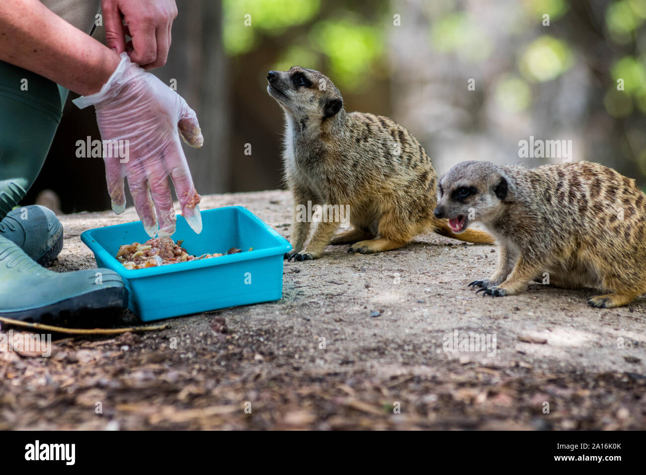 Die Hand einer Frau fertig, ein paar Erdmännchen oder erdmännchen (Suricata suricatta zu füttern) in einem Zoo Stockfoto