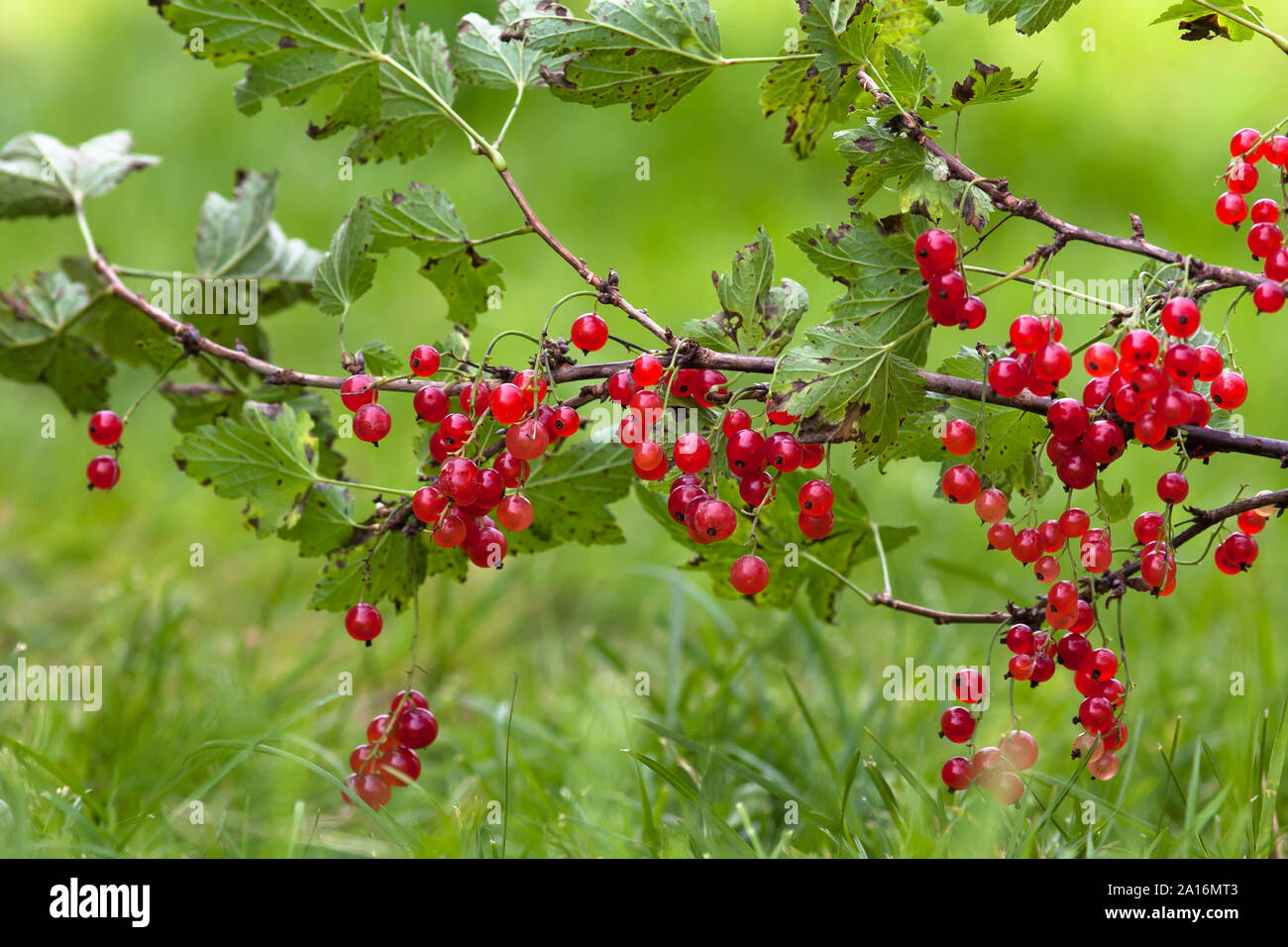 Rote Johannisbeere Zweig auf dem verschwommenen Hintergrund Stockfoto