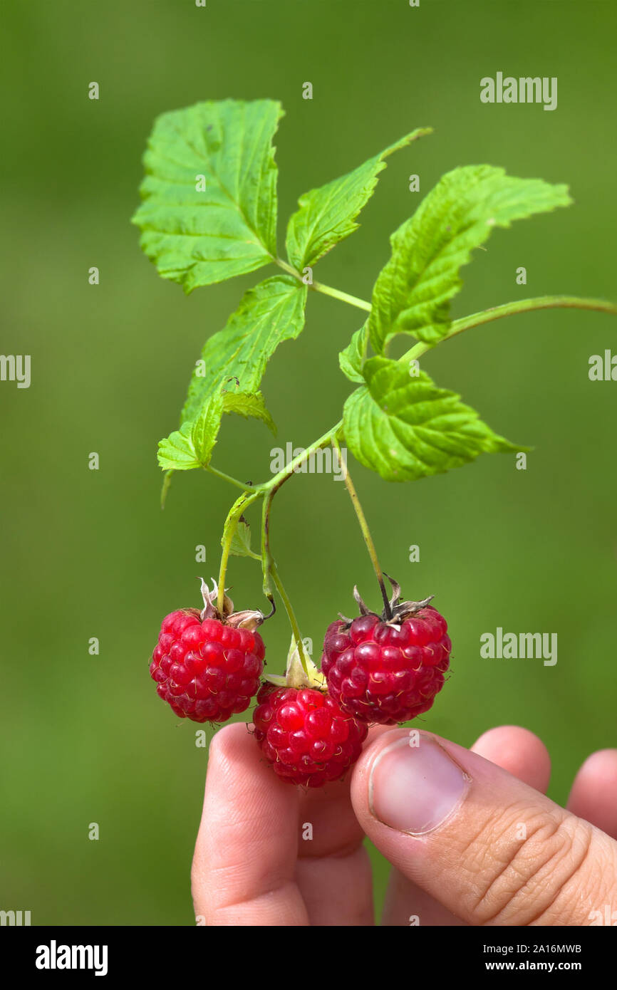 Hand reife Beeren pflücken von Himbeeren auf unscharfen Hintergrund Stockfoto