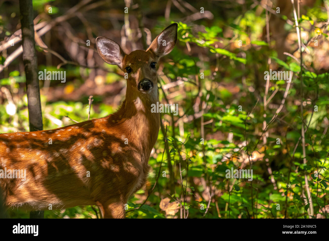 Weißwedelhirsche (Odocoileus virginianus) Rehkitz stehend in einem Wald. Stockfoto