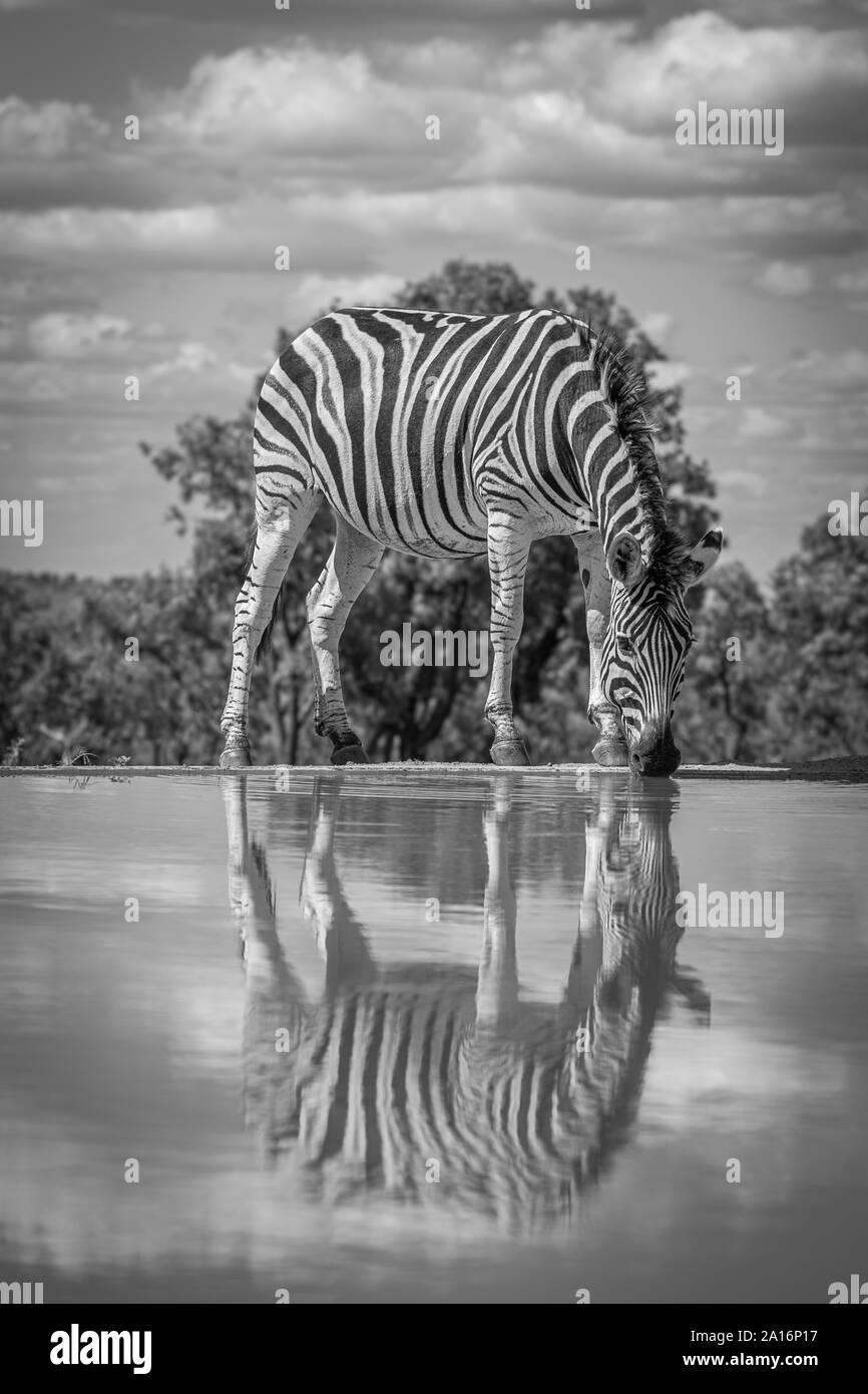 Ein Zebra (Equus quagga) an einer Wasserstelle trinken, Welgevonden Game Reserve, Südafrika. Stockfoto