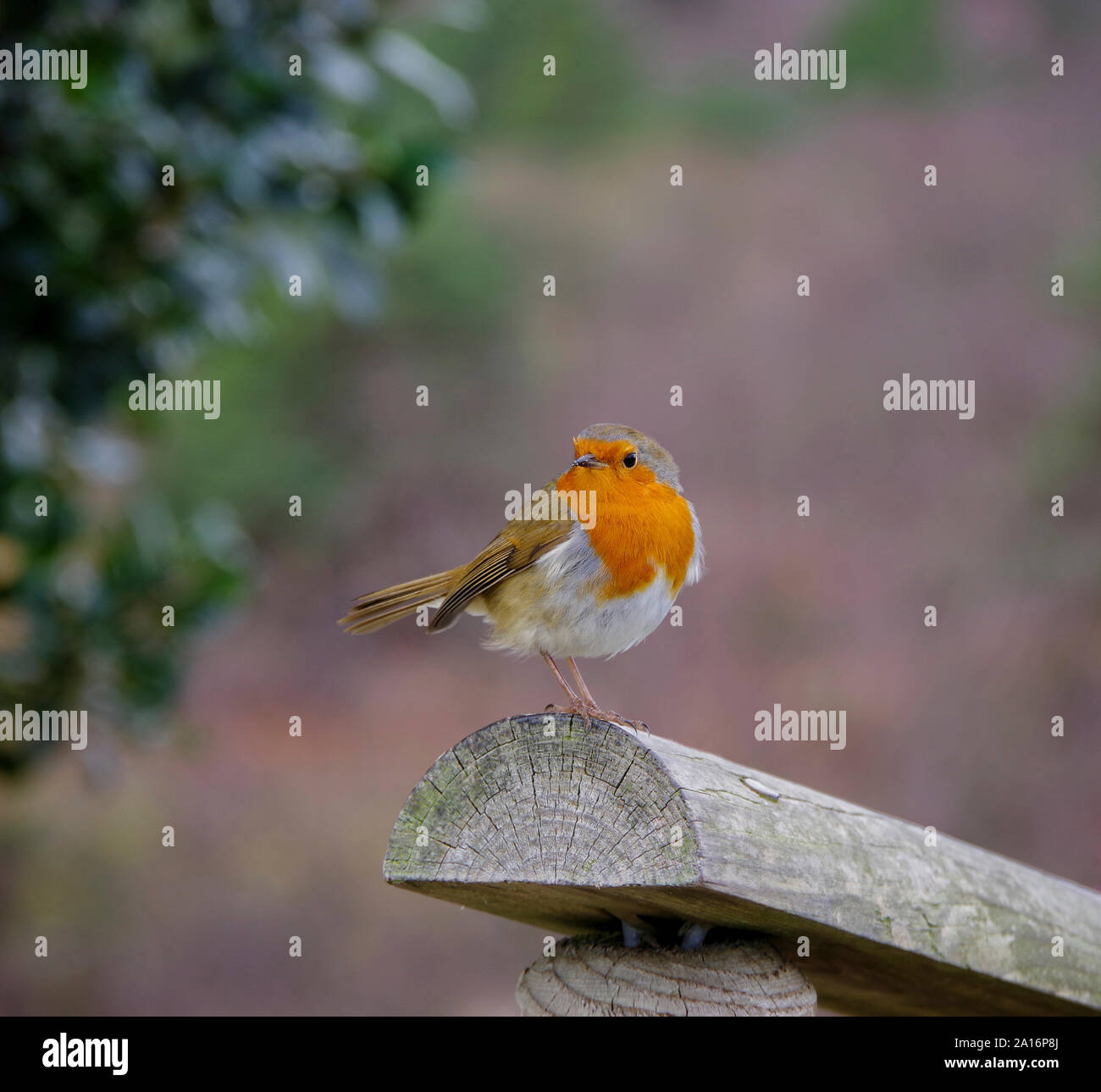Rotkehlchen Stockfoto