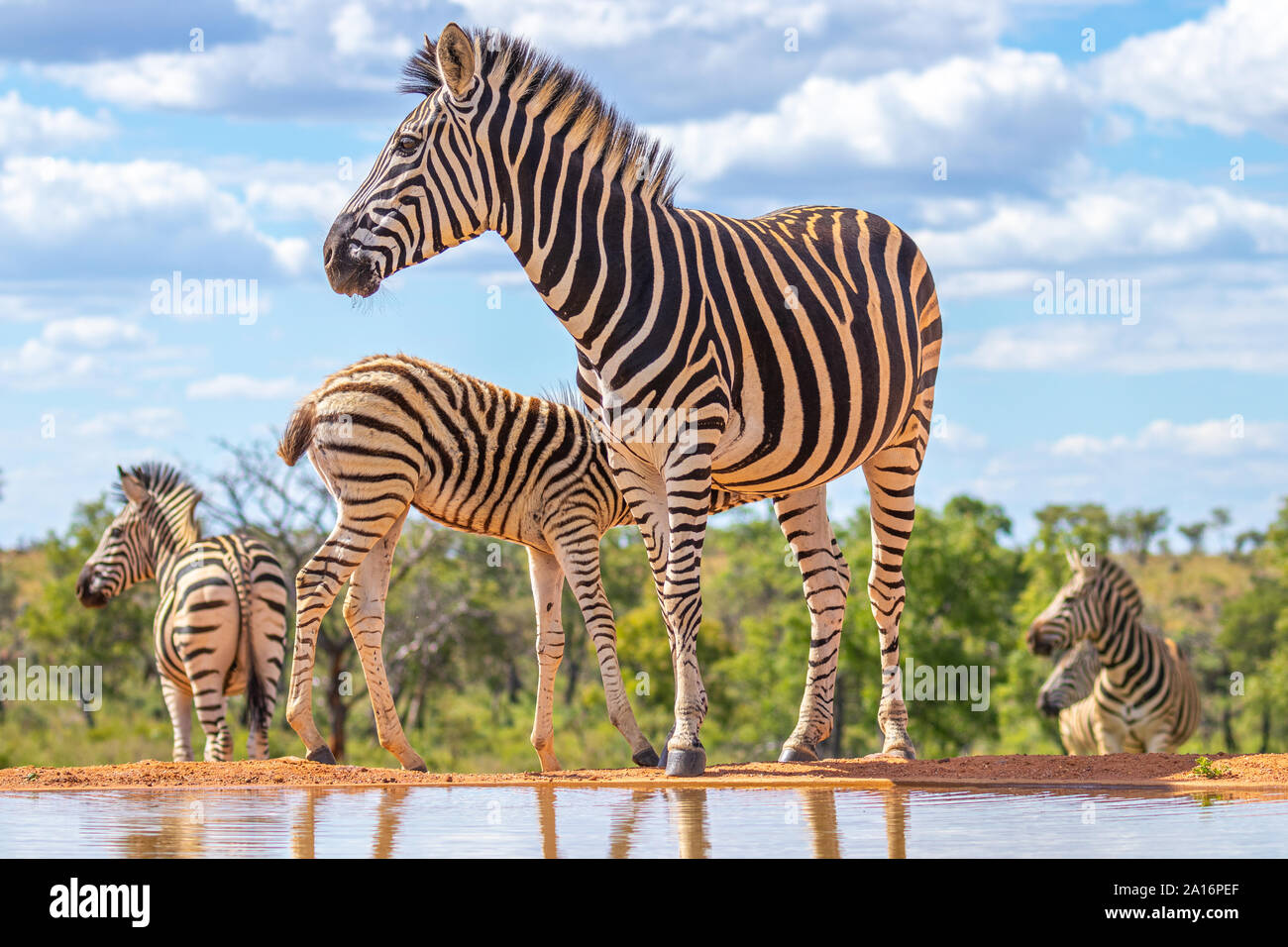 Ein Zebra (Equus quagga) an einer Wasserstelle trinken, Welgevonden Game Reserve, Südafrika. Stockfoto