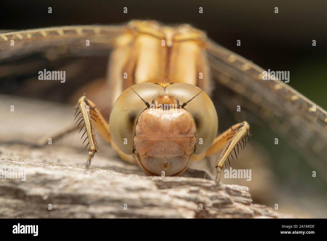 Libelle, der Landstreicher darter (Sympetrum vulgatum) ist ein Europäischer, Dragonfly, und es wahrscheinlich ist, aufgenommen zu werden, da es sehr auf die Co-ähnlich ist. Stockfoto