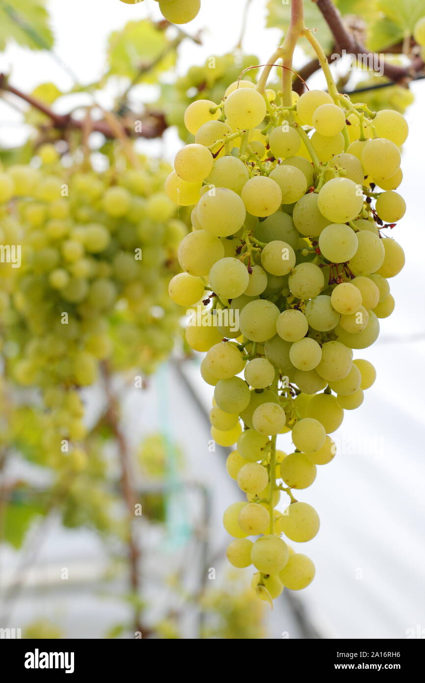 Vitis vinifera. Indoor Anbau von grünen Trauben in einer kleinen poly Tunnel in einem inländischen Yorkshire Garten im September. Großbritannien Stockfoto