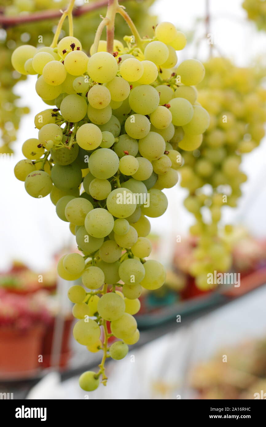 Vitis vinifera. Indoor Anbau von grünen Trauben in einer kleinen poly Tunnel in einem inländischen Yorkshire Garten im September. Großbritannien Stockfoto