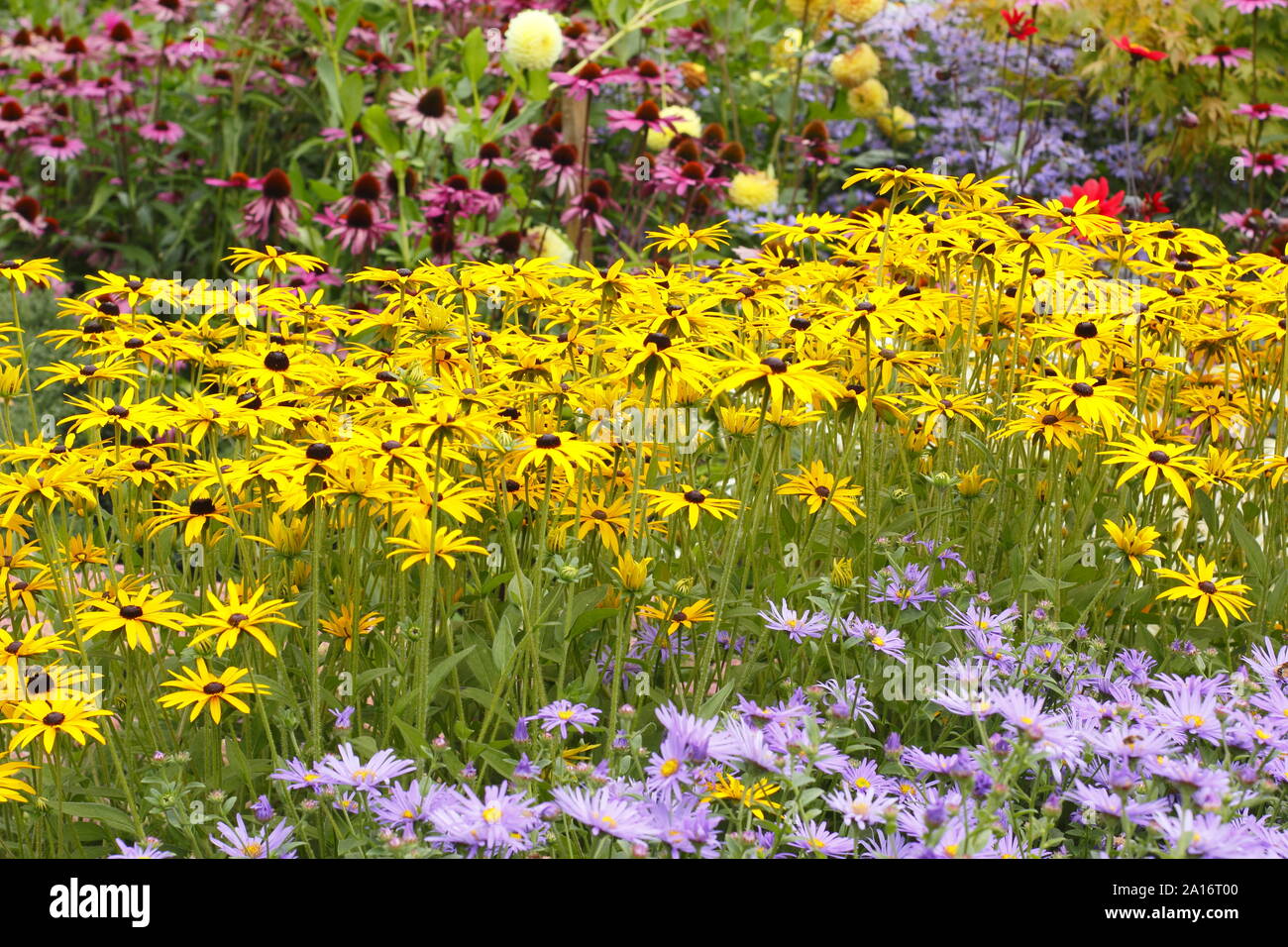 Anfang Herbst garten Grenze - Driften von Aster frikartii 'Monch', Rudbeckia fulgida 'Goldsturm' und Echinacea purpurea 'Magnus' in einer britischen Garten Stockfoto