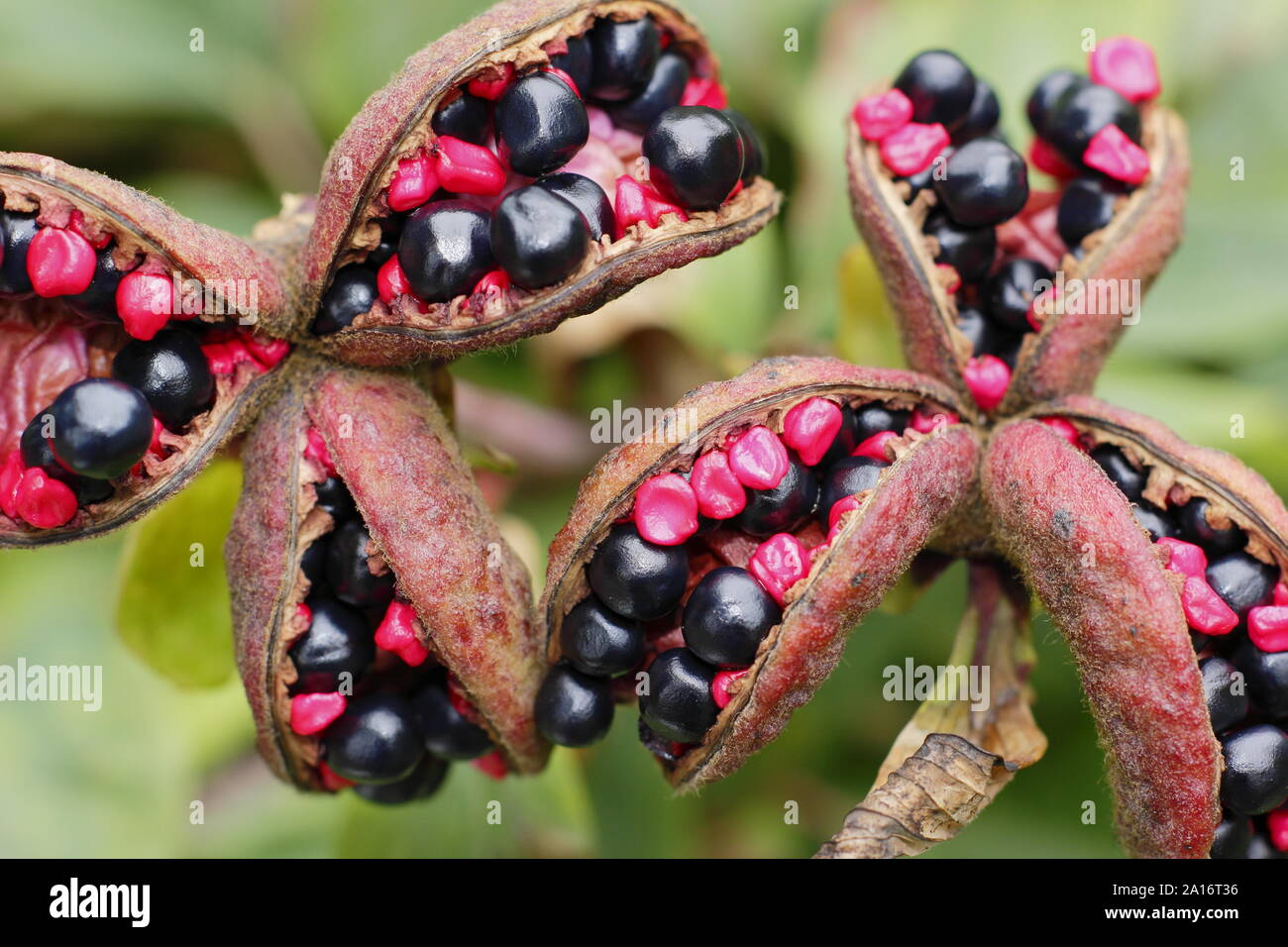 Paeonia mlokosewitschii. Dekorative Samenkapseln von 'MOlly der Hexe' Päonie in der frühe Herbst. Großbritannien Stockfoto