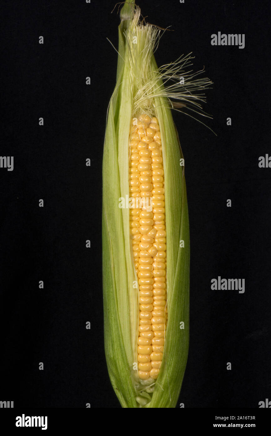Freiliegende Reifen teilweise Kernel auf eine reife Maiskolben von Mais (Zea mays) in einem Gemüsegarten, Berkshire, September gewachsen ausgesetzt sind, Stockfoto