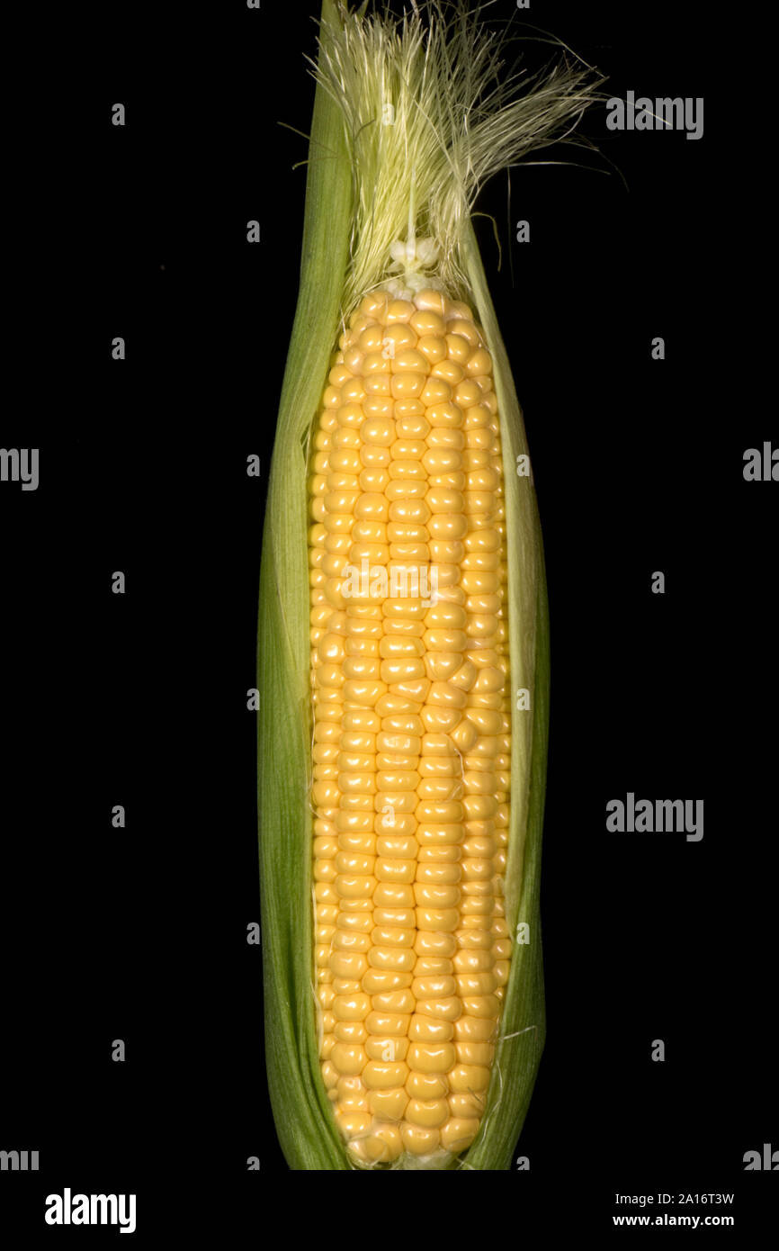 Teilweise ausgesetzt Kernel auf eine reife Maiskolben von Mais (Zea mays) in einem Gemüsegarten, Berkshire, September angebaut, Stockfoto