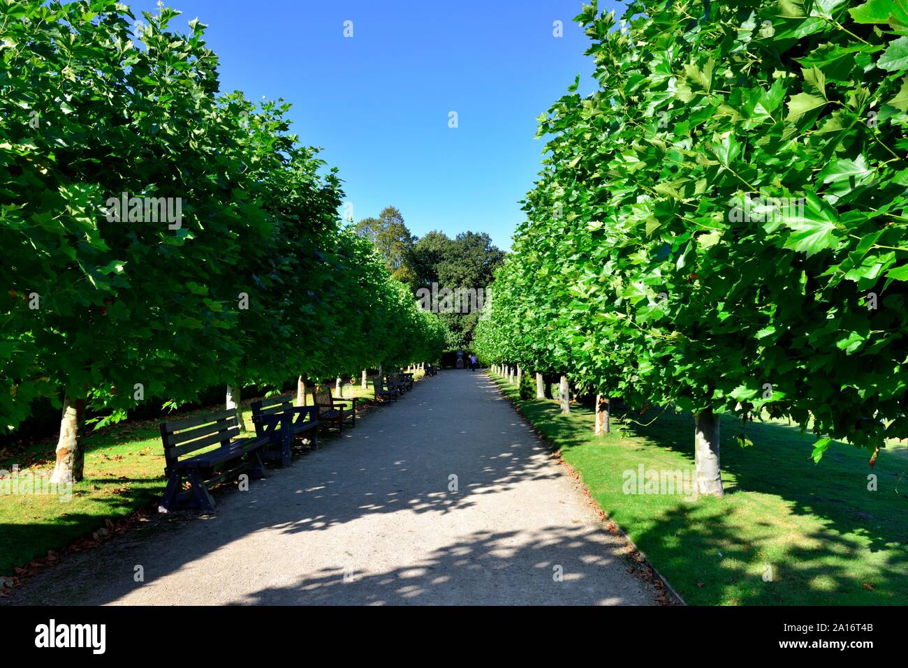 Pleached Linden, Königin Mütter gehen, Rufford Abbey Country Park, Ollerton, Nottingham, Großbritannien Stockfoto