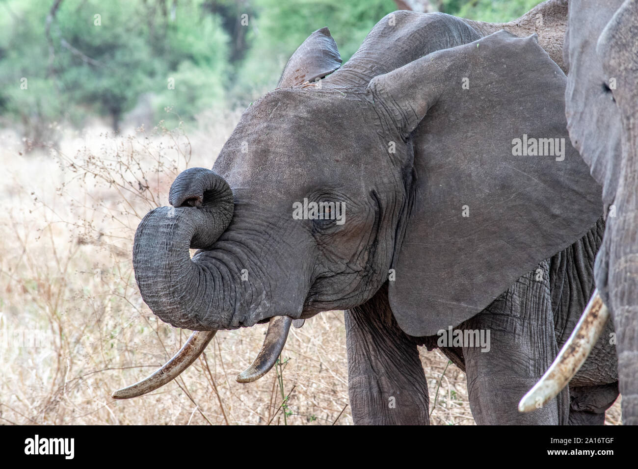 Baby Elefant mit Rüssel nach oben in S-Form gewellt. Stockfoto