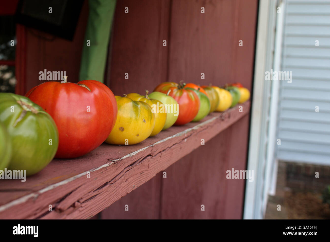 Eine Reihe von bunten Tomaten sitzen in einer Reihe auf der Veranda Stockfoto