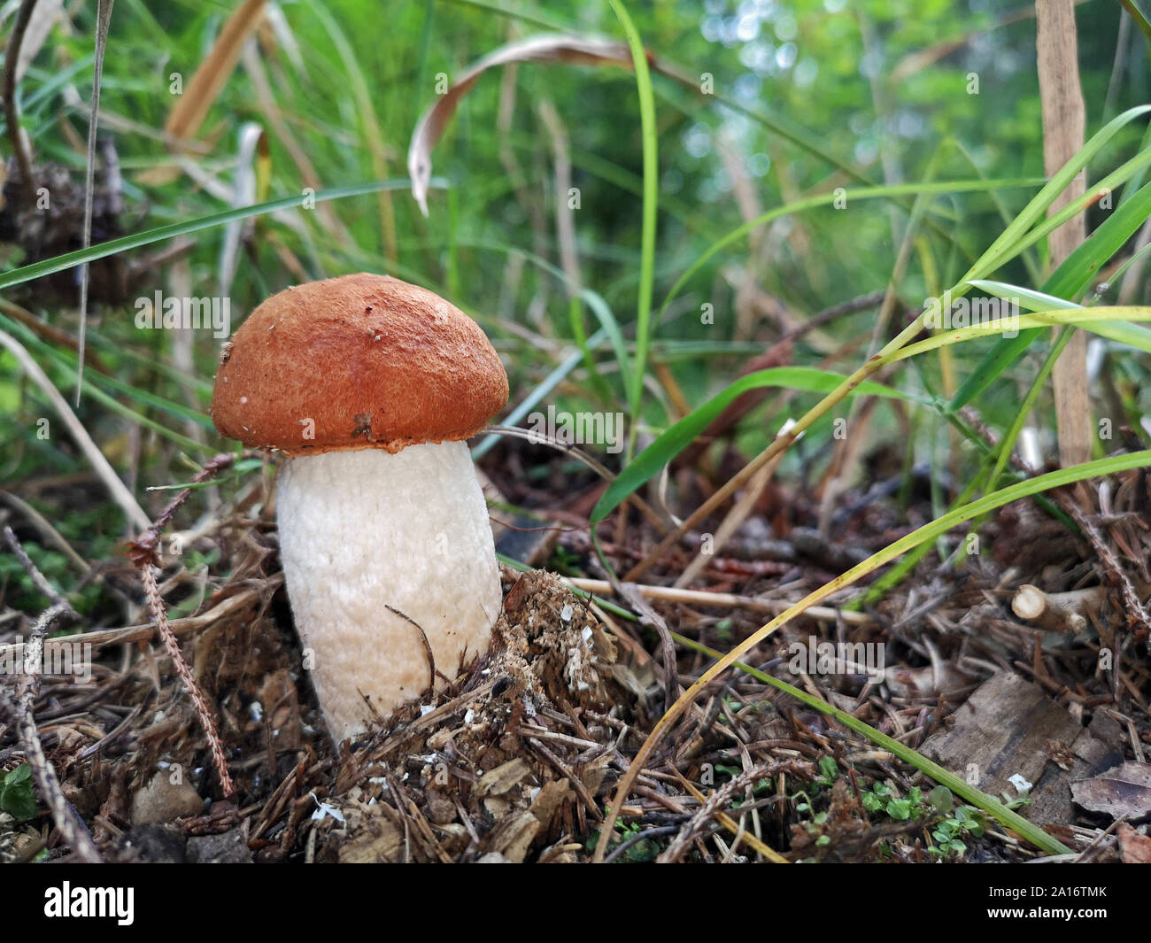 Kleine orange Birke Bolete, Leccinum versipelle, Pilz im Wald, Gras Hintergrund Stockfoto