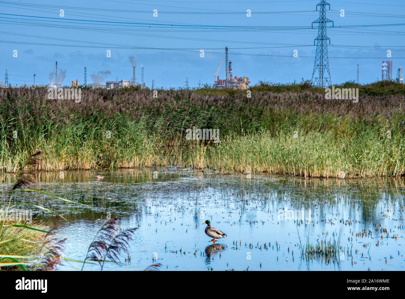 RSPB Nature Reserve über Feuchtgebiete, die durch Schwerindustrie, Saltholm, Middlesbrough, UK umgeben Stockfoto
