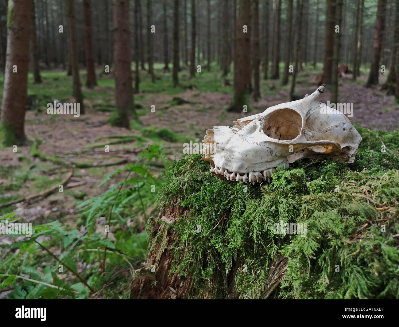 Schädel eines jungen Rehe auf Moos im Wald mit Bäumen im Hintergrund Stockfoto
