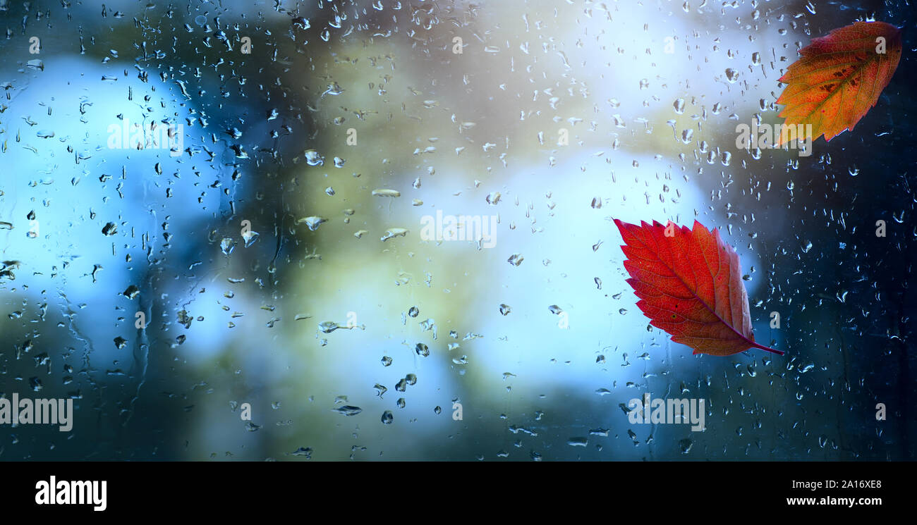 Kunst nasse Blätter im Herbst Hintergrund; Herbst Fenster mit Wassertropfen und Herbst Blatt Stockfoto