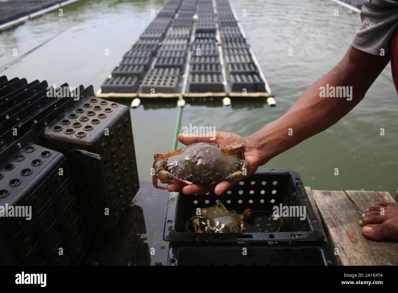 Shyamnagar, Satkhira, Bangladesch. 9 Sep, 2019. Ein Fischer hält eine frisch gefangenen Krabben an einem lokalen crab Bauernhof von Shyamnagar in Satkhira. In nur wenigen Jahren, Krabben Landwirtschaft ist sehr beliebt bei den lokalen Landwirten in Satkhira geworden. Jedes Jahr wird die Anzahl der Krabben Farmen erhöht im Bezirk. Die Regierung begann mit der Erstellung einer Krabbe-basierten Industrie aufgrund der erhöhten Nachfrage auf dem internationalen Markt. Die produzierten Krabben sind: die USA, Australien, Malaysia, Thailand, China und andere Länder exportiert. Bild: Sultan Mahmud Mukut/SOPA Images/ZUMA Draht/Alamy leben Nachrichten Stockfoto