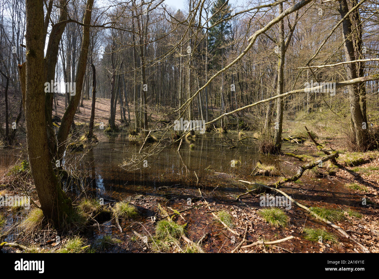 Marsh, UNESCO-Weltnaturerbe, Nationalpark Jasmund, Rügen, Mecklenburg-Vorpommern, Deutschland, Europa Stockfoto