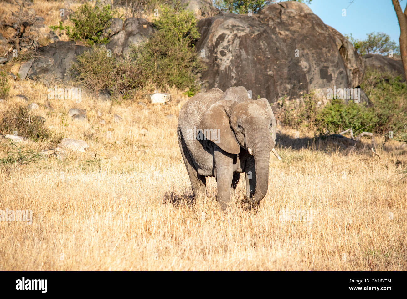 Junge Elefanten mit gewelltem Trunks Fütterung auf Gräser. Stockfoto