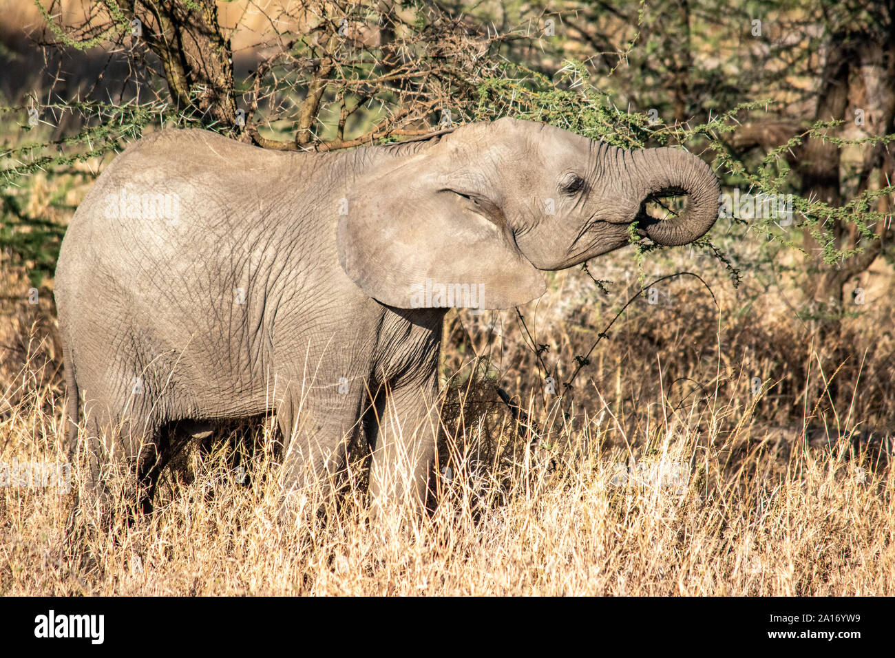 Junge Elefanten mit gewelltem Trunks Fütterung auf Gräser. Stockfoto