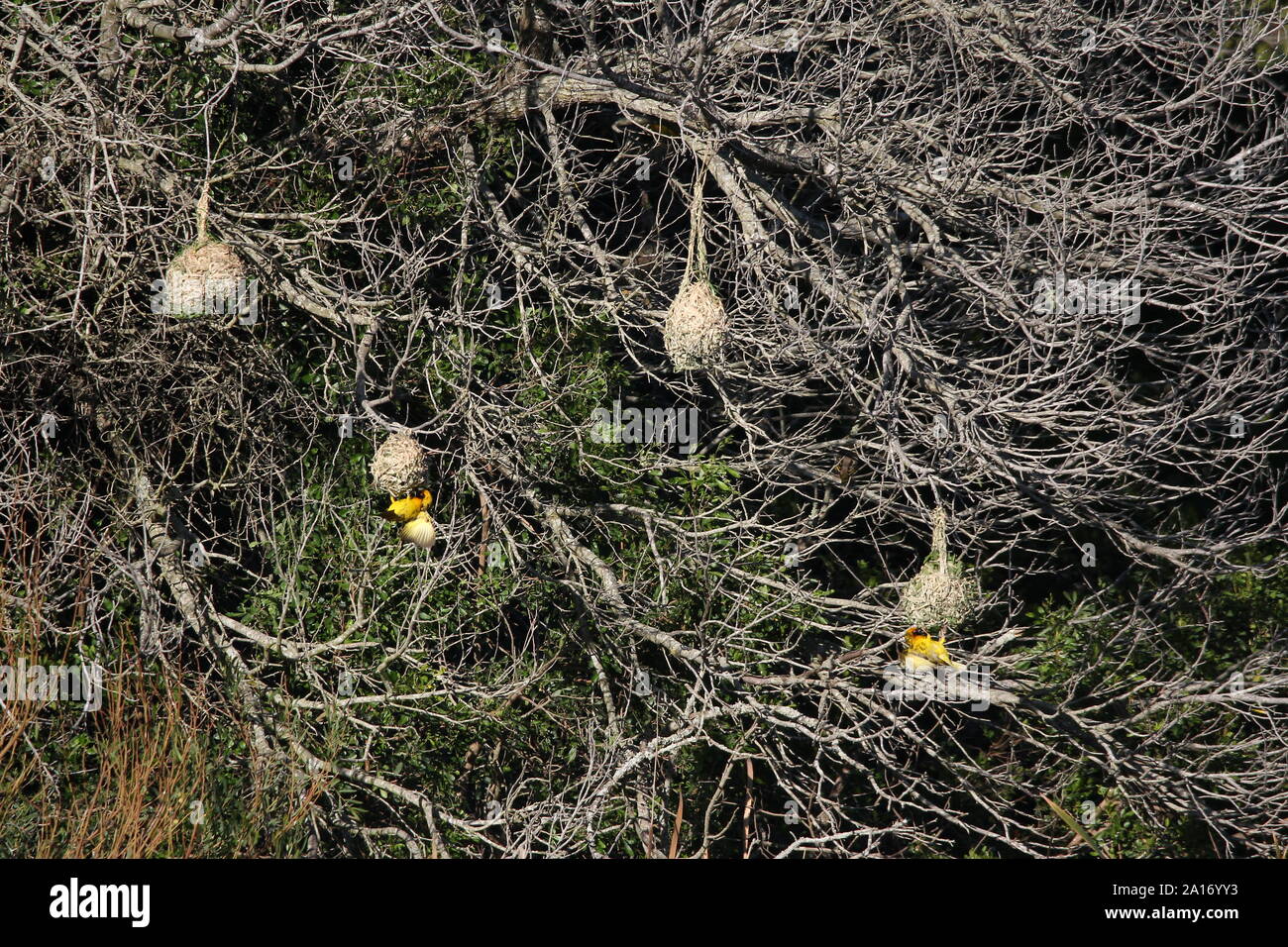 Kolonie Kap Weber an Naturen, die Landung, Kenton-on-Sea, Eastern Cape, Südafrika Stockfoto