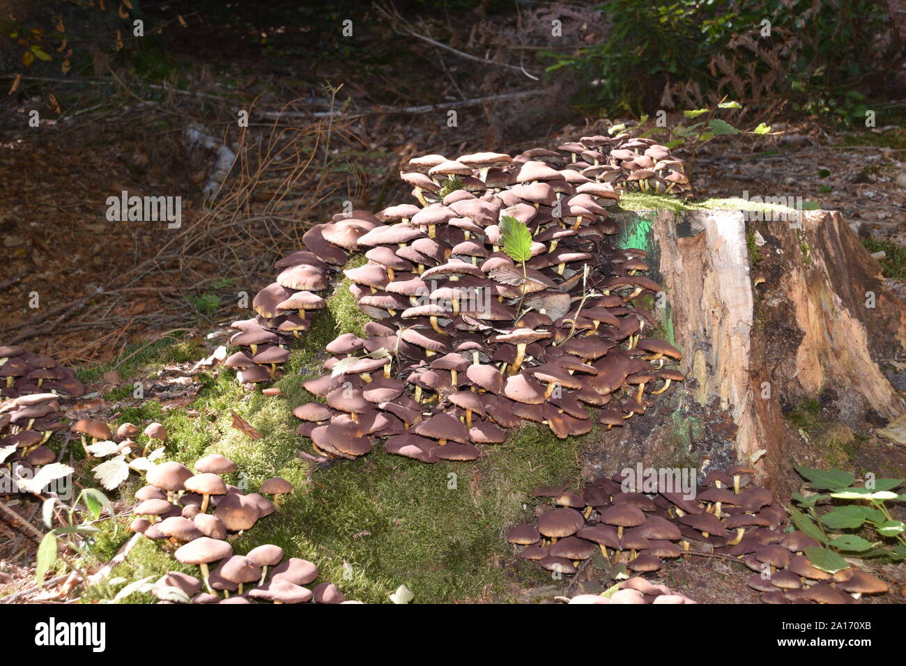 Wildwachsende Pilze im Wald auf Rusel/Niederbayern/Deutschland Wild wachsende Pilze im Wald der Rusel/BavariaGermany Stockfoto
