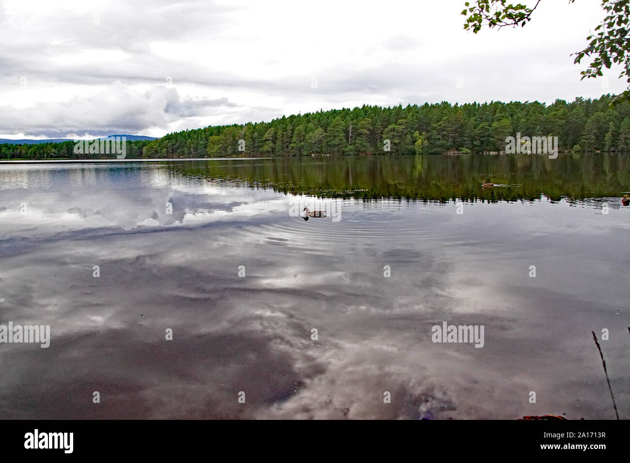 Loch Garten, Boot von Garten, Nethy Bridge, Scottish Highlands, Cairngorms, Schottland Stockfoto