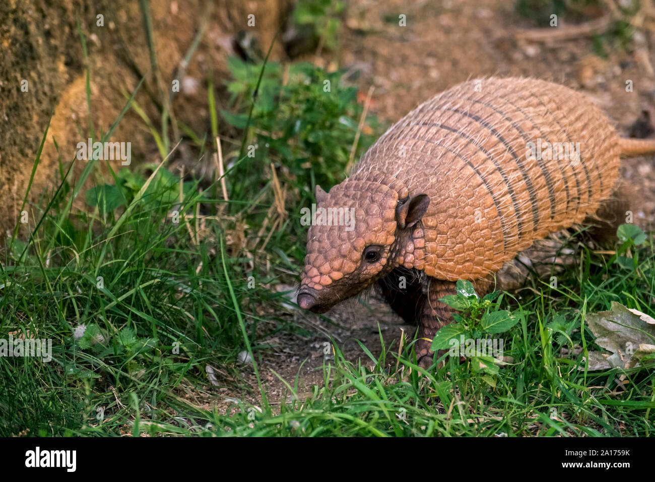 Yellow Armadillo/6Gebändert armadillo (Euphractus sexcinctus