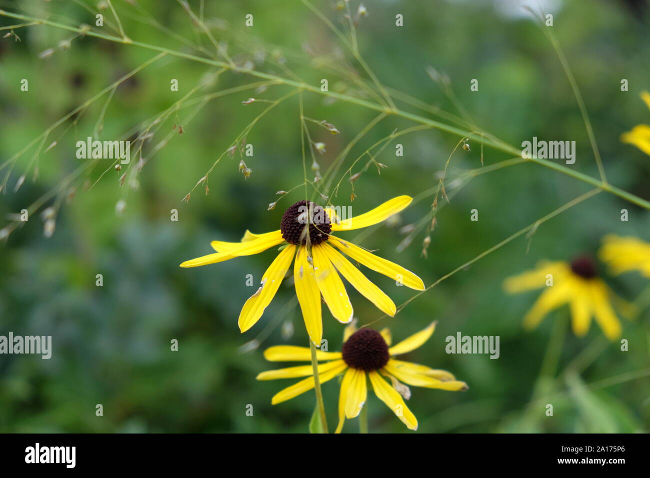 Prairie Wildblumen Stockfoto