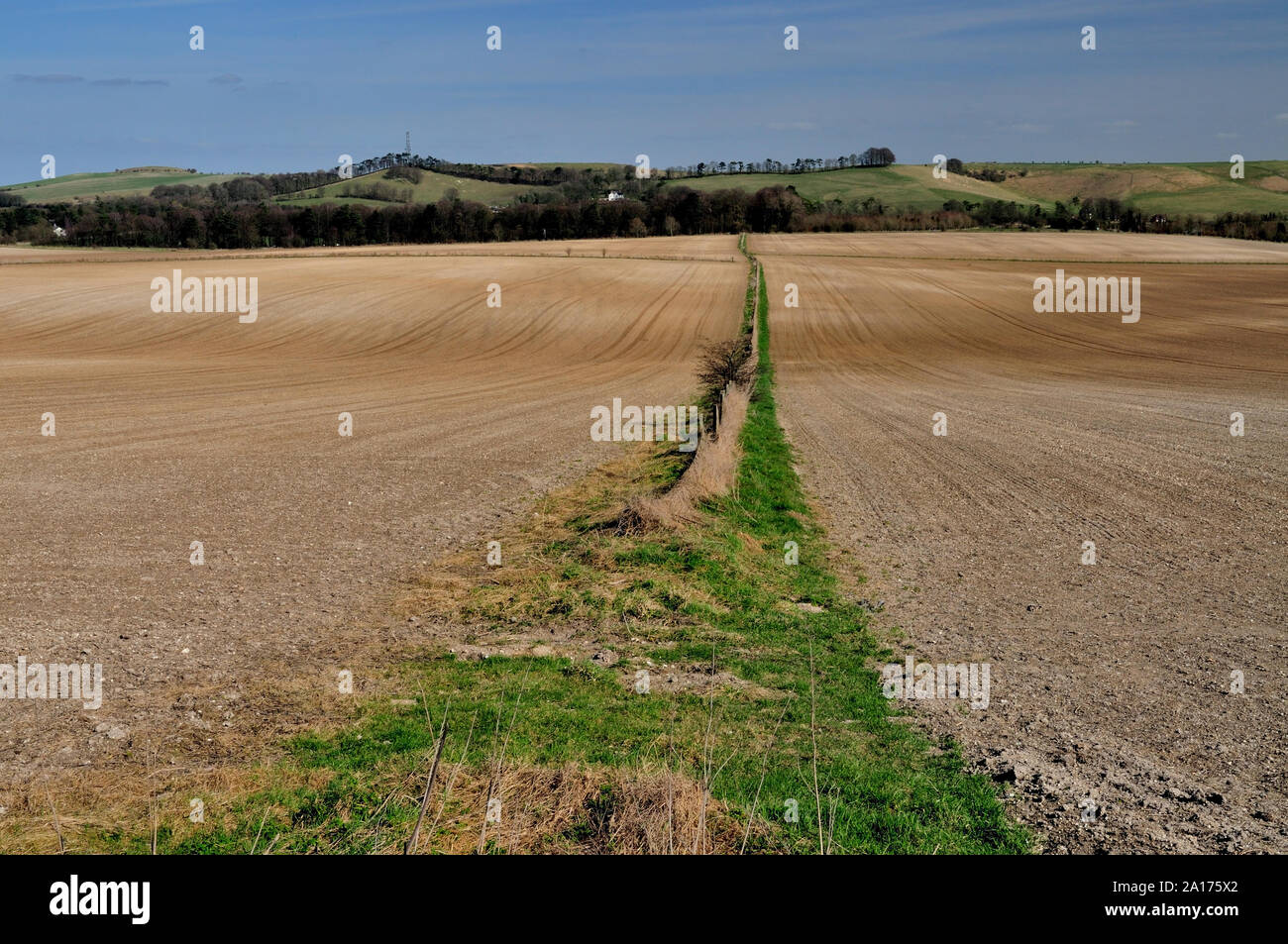 Eine schmale Grenze zwischen zwei große Felder, über wanborough Ebene in Richtung Fox Hill suchen. Stockfoto