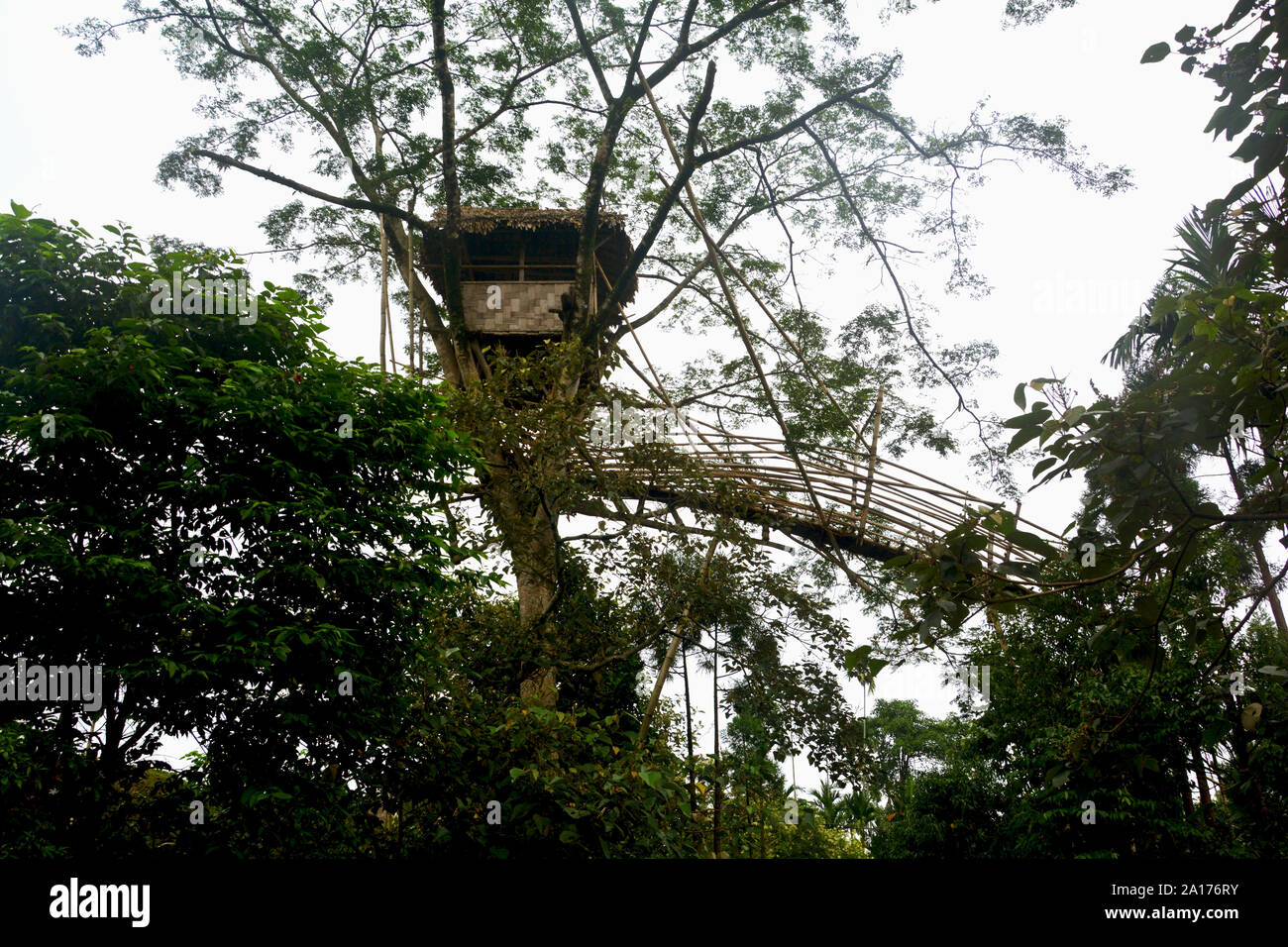 Nahaufnahme von einem Baumhaus aus Bambus mit Dach von Stroh auf den Ästen eines Baumes im Mawlynnong Dorf Schilling mit Bambus Brücke Stockfoto