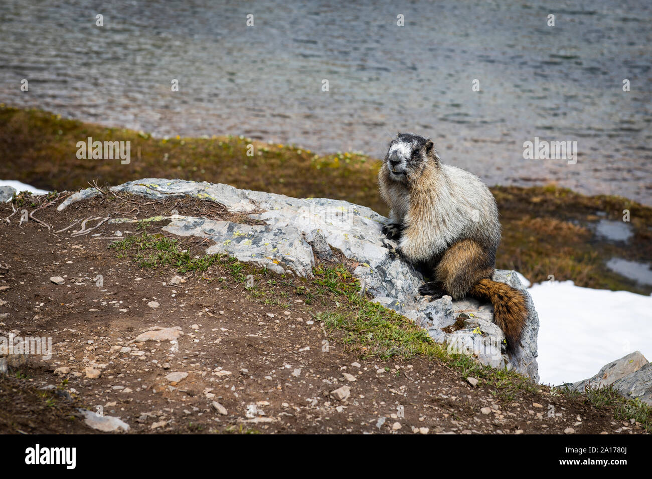 Hoary Marmot sitzen in der Nähe seines Burrow, Banff National Park, Alberta, Kanada Stockfoto