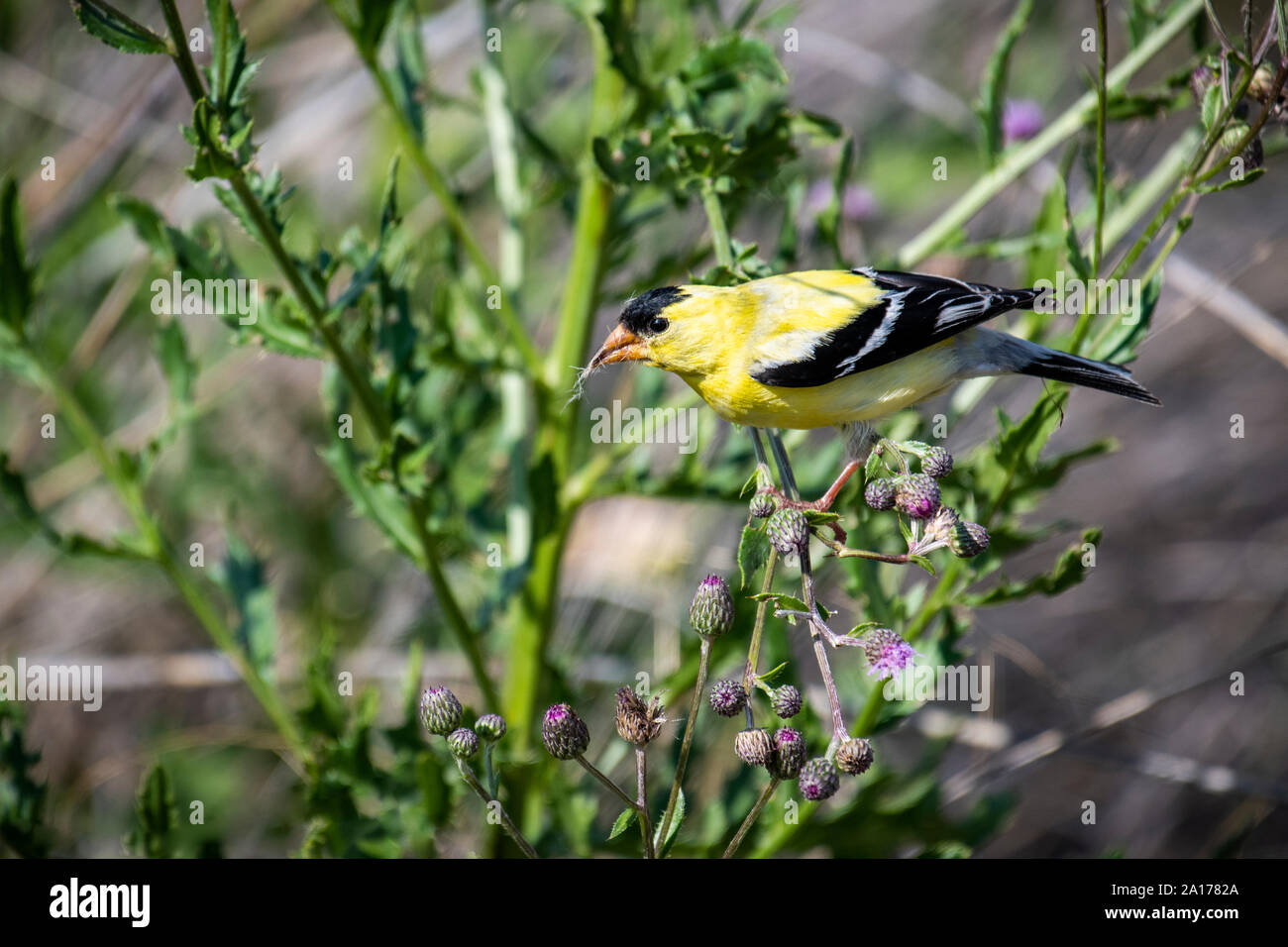 American Goldfinch männlichen Fütterung auf einer Distel Stockfoto