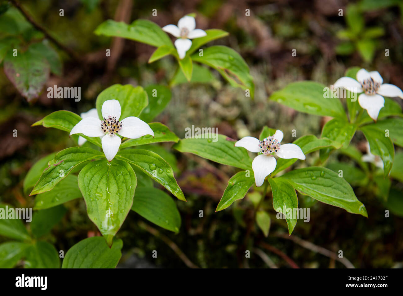 Bunchberry Blumen in den Kanadischen Rocky Mountains in Britisch-Kolumbien, Kanada Stockfoto