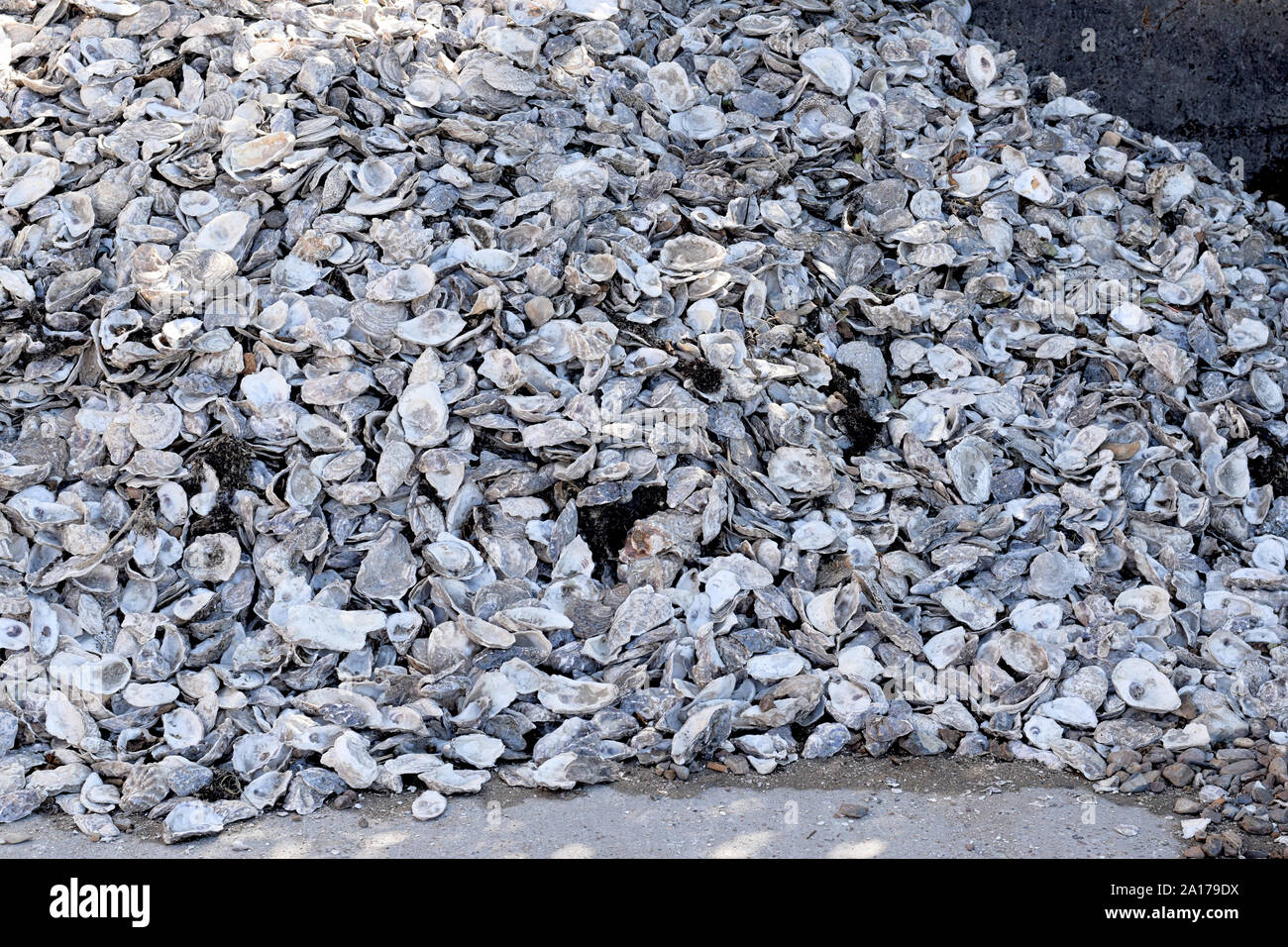 Große Stapel der leeren Austernschalen gegen eine Wand. Stockfoto