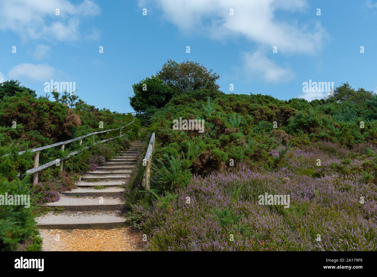 Heidefläche bedeckt mit Heidekraut mit Stufen, die einen Hügel hinauf führen. Stockfoto