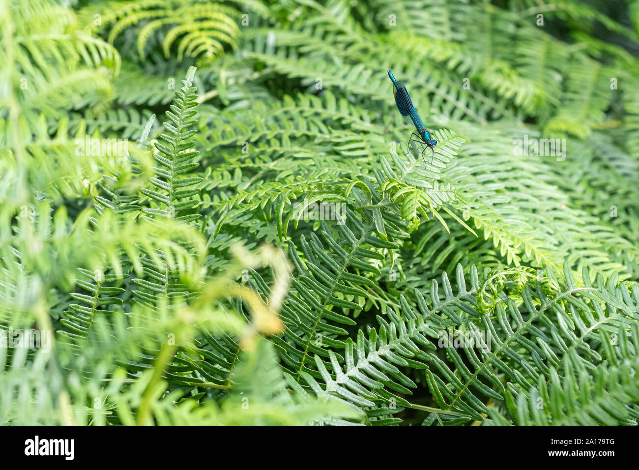 Damselfly Gebändert auf grünem Farn Stockfoto