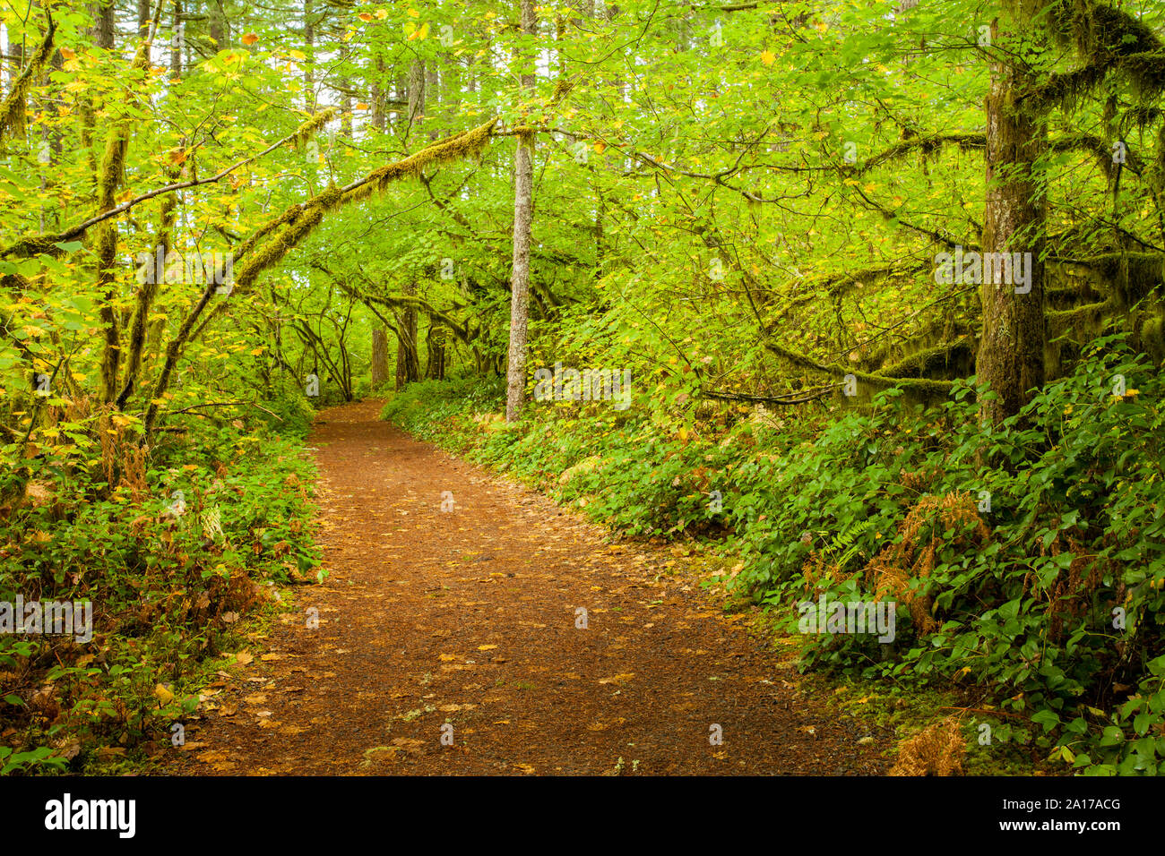 Wanderweg in Silver Falls State Park, Illinois im Herbst in der Nähe von Salem Stockfoto