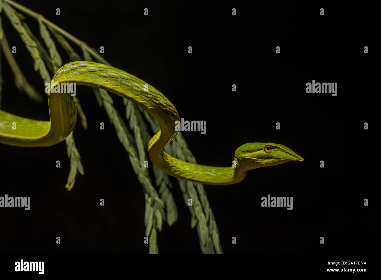 Spitzzange Whipsnake (Ahaetulla nasuta) von Prachuap Khiri Khan Provinz, Thailand. Stockfoto