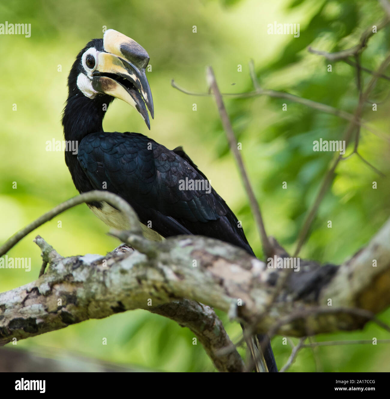 Orientalische Pied Hornbill (Anthracoceros albirostris) in Kaeng Krachan Nationalpark, Thailand. Stockfoto