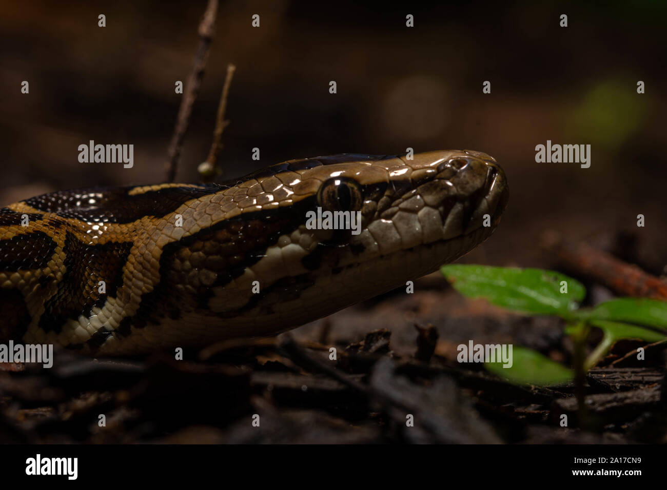 Tigerpython (Python bivittatus) von Kaeng Krachan Nationalpark, Thailand. Stockfoto