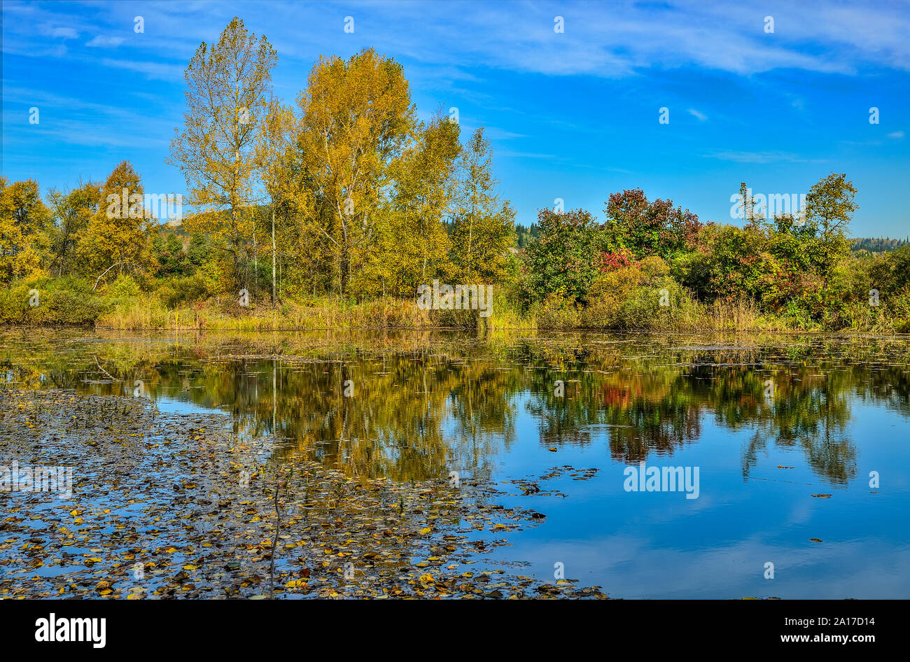 Goldener Herbst am Ufer des See. Helle Herbst Blätter der Birken in ruhigem Wasser schwimmen. Gelbe Bäume, Gras und blauer Himmel im Wasser spiegelt Stockfoto
