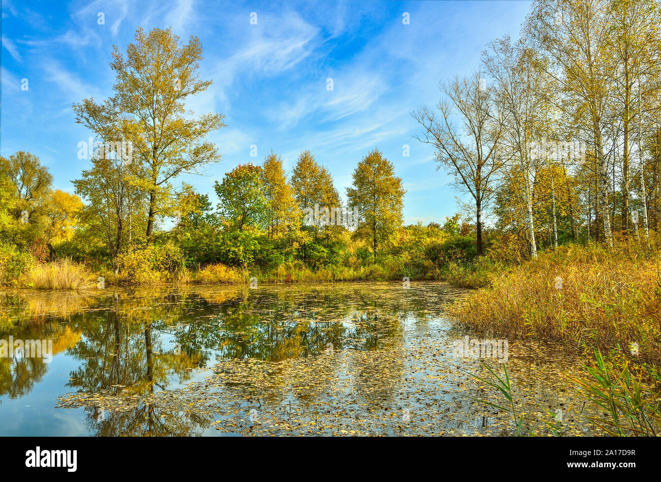 Goldener Herbst am Ufer des See. Helle Herbst Blätter der Birken in ruhigem Wasser schwimmen. Gelbe Bäume, Gras und blauer Himmel im Wasser spiegelt Stockfoto