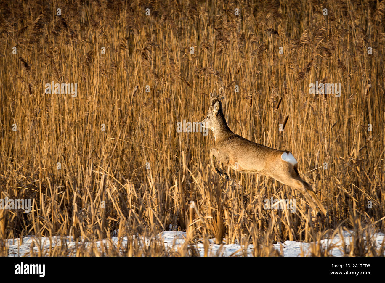 Springen Rehe Stockfoto